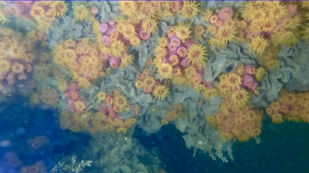 Manejo de coral sol